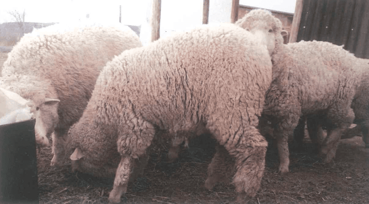 Proyecto: Mejoramiento Genético en ovinos MPM (merino multi propósito)