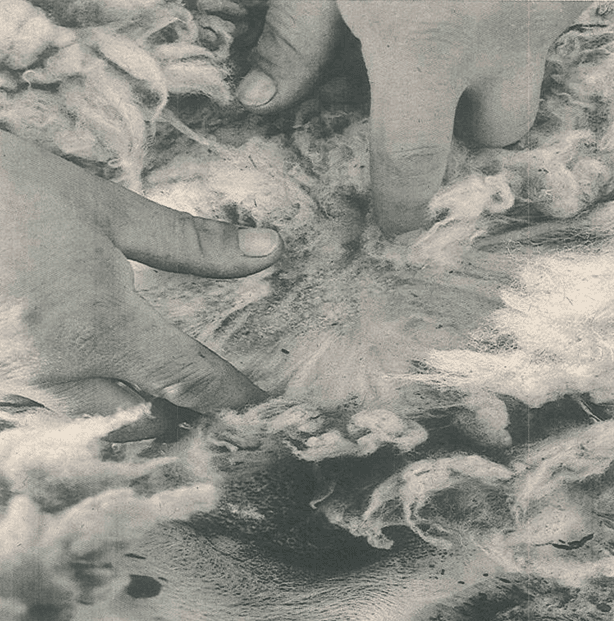 Proyecto: Efectividad de diferentes tratamientos para erradicacion y control de sarna ovina en la zona de ingeniero jacobacci