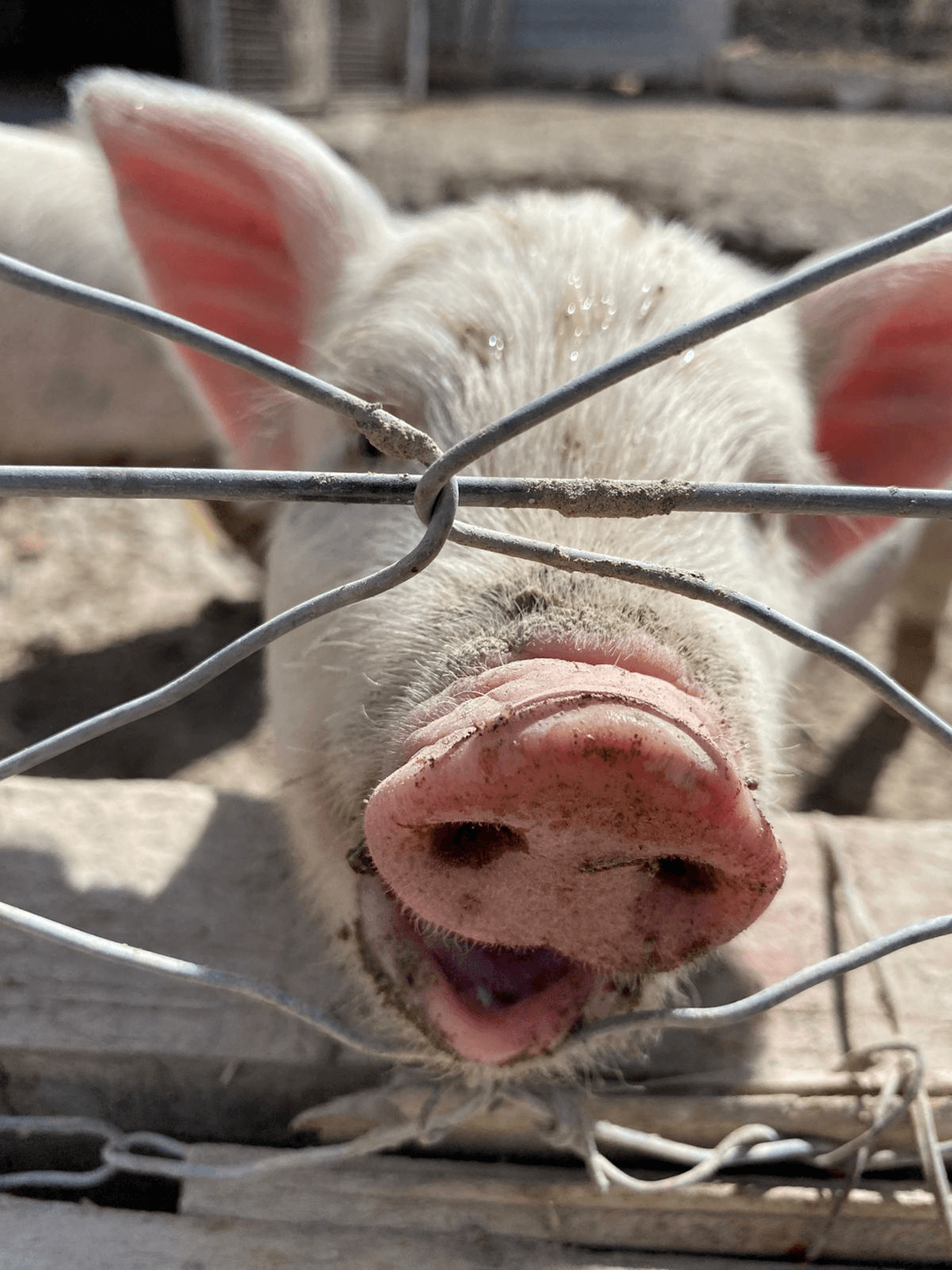 Proyecto: El mercado del cerdo: una mirada al consumo