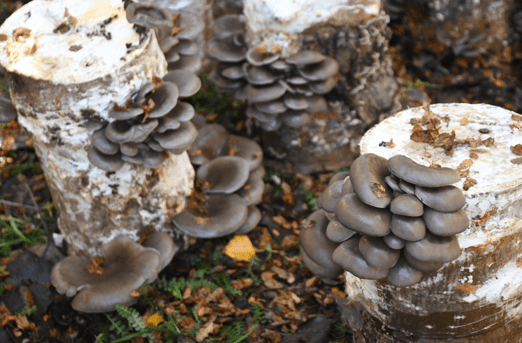 Proyecto: Consumo y Cultivo de Girgolas en la RegióN Sur: Es Una Alternativa Productiva Viable?