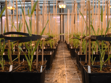 Proyecto: Fitomejoramiento de semillas de trigo y cebada: Mejora agronómica y nutricional para la seguridad alimentaria sostenible