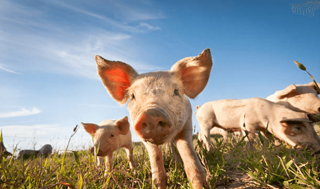 Proyecto: Actividad Porcina Activa en Ingeniero Jacobacci