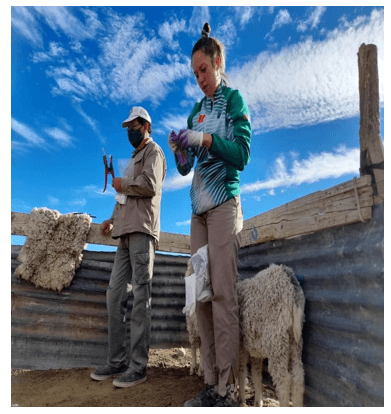 Proyecto: Inseminación Artificial en Caprinos