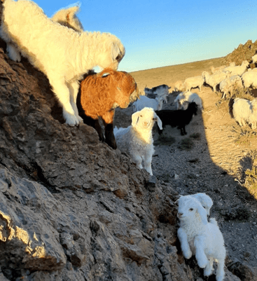 Proyecto: Alternativas de Agregado de Valor a Productos y Subproductos de Origen Caprino