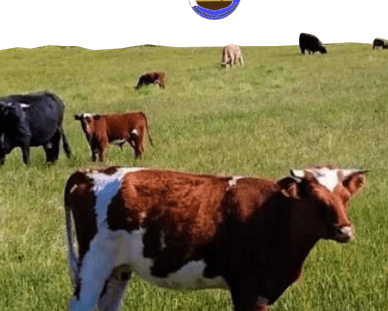 Proyecto: Valor Agregado Carnes Bovinas