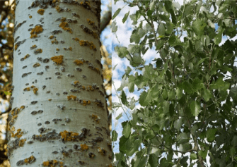 Proyecto: Aguas residuales, un recurso valioso para la producción forestal