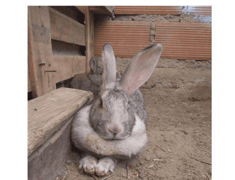 Proyecto: Producción de conejos con valor agregado