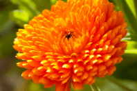 Proyecto: Elaboración de cremas con caléndula