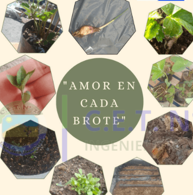 Proyecto: Amor en cada brote
