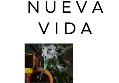 Proyecto: Nueva vida