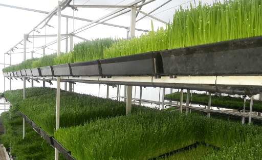 Proyecto: Forraje hidropónico: Una solución para la escasez de recursos en la ganadería