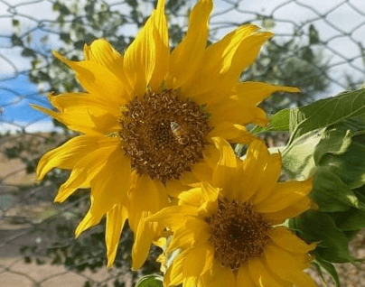 Proyecto: Rayen-Antü: Girasoles y sus derivados